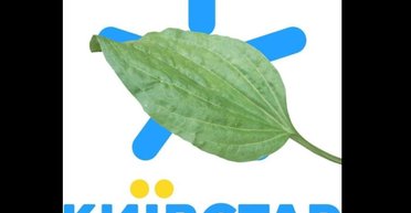 Азбука Морзе и почтовые голуби: сети взорвались мемами о ситуации с Киевстаром (фото)