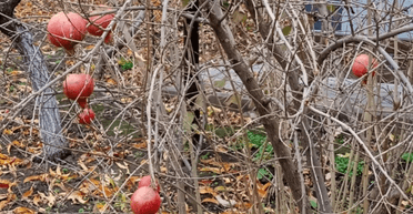 Украинка вырастила гранаты у себя на огороде — урожай впечатляет (фото)