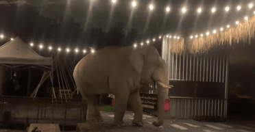 Голодный слон решил поужинать в ближайшем кафе (видео)