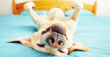 Опинився на межі смерті: чоловік сильно постраждав лише від того, що спав зі своїм собакою