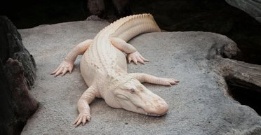 Король Сан-Франциско пав: знаменитий алігатор-альбінос помер у віці 30 років