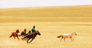 Настоящая лошадиная сила: археологи узнали, как одомашненные лошади распространились по всей Евразии