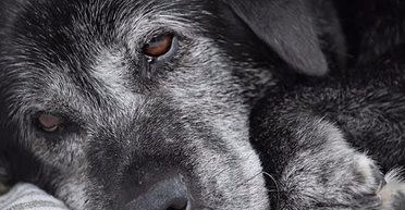 Як зрозуміти, що собаці боляче: названо 17 ледь помітних ознак