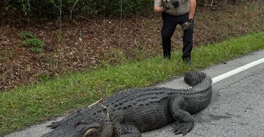 В США поліція заарештувала алігатора, який порушив правила дорожнього руху (фото)