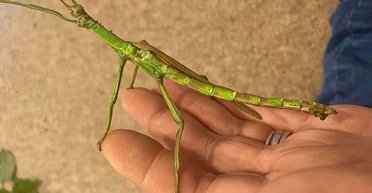 Наполовину самка, наполовину самец. Ученые обнаружили двуполое насекомое (фото)
