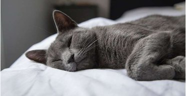 Чи потрібно вигулювати котів: відповідь експертів виявилася несподіваною