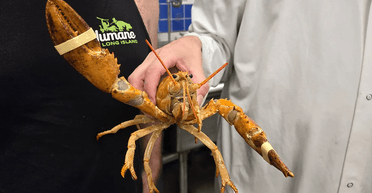 Відчував біль і страждання: люди врятували надзвичайно рідкісного помаранчевого омара (відео)