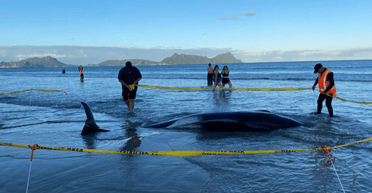 В Новой Зеландии спасены более 30 дельфинов, выбросившихся на берег