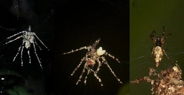 Пугала на огороде изобрели не люди: какие еще животные используют их, чтобы отпугивать хищников