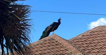 Отчаянно хотел найти пару: павлин полгода бегал по селу в поисках своей партнерши (фото)