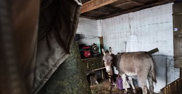 Солдаты РФ используют ослов в "серой зоне", куда не могут доехать другим траснпортом