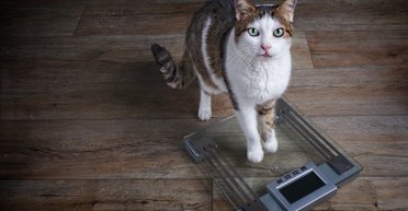 Кот под подозрением: женщина узнала кто на самом деле устраивал беспорядок в доме (видео)