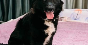 Жінка забрала додому цуценя лабрадора: вона й гадки не мала, що покаже ДНК-тест (фото)