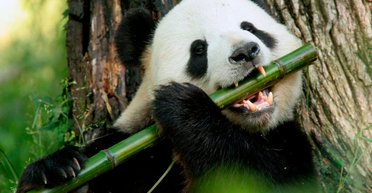 Панды останутся без еды: назван продукт, который станет следующим суперфудом