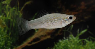 Зламано код еволюції: знайдена риба, яка порушує всі базові правила біології (фото)