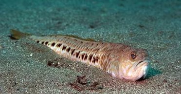 Напоминает бычка: на одесском пляже заметили опасную рыбу с ядовитыми шипами (фото)