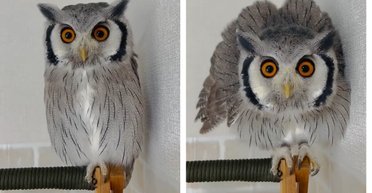 Сова увидела изменение прически хозяина: реакция птицы стала вирусной (видео)