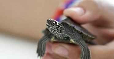 У США сальмонельоз, пов'язаний із черепахами, призвів до госпіталізації 9 осіб: що відомо