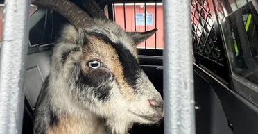 Кози-хулігани: парочка рогатих тварин навела шереху у великому місті (фото)