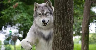 "Перестаю бути людиною": чоловік "перетворився на вовка" за 20 тисяч доларів (фото)