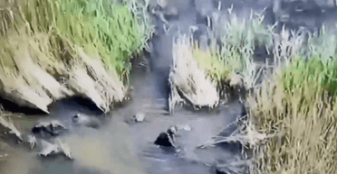 Россияне пытались форсировать водную преграду в Донецкой области в "ветках" (видео)