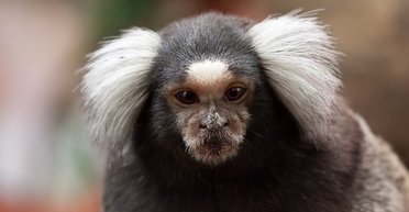 Нове відкриття: мавпи мають навичку, яку мають тільки дельфіни, слони та люди (фото)