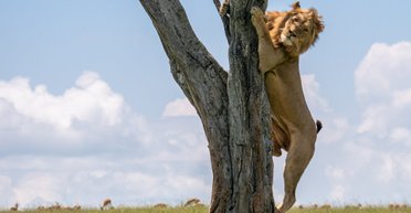 Назван самый грозный суперхищник Африки: перед ним дрожат даже львы