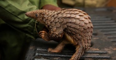 Перша за 10 років соснова шишечка: у Нічному сафарі народилося дитинча рідкісного панголіна (відео)
