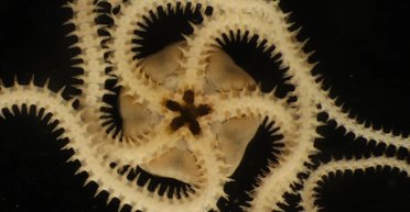 Щось порізало дно Тихого океану, знищивши життя: названо те, що принесло руйнування