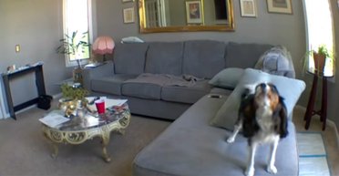 Прихована камера спіймала момент: пес думає, що сам удома, і вмикає "режим слона"