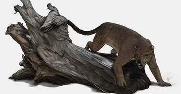 Гибрид собаки и медведя. Ученые нашли останки ранее неизвестного вида животных (фото)