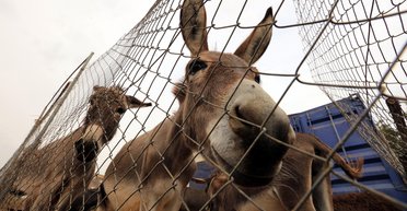 Животная сила: в Госдуме считают "нормальной практикой" доставку грузов для ВС РФ на ослах