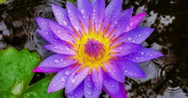 Использовали во время ритуальных оргий: что такое голубой лотос