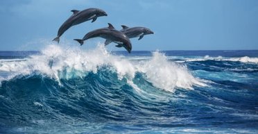 Возле Одессы из-за российского флота гибнут дельфины: ученые бьют тревогу (фото)