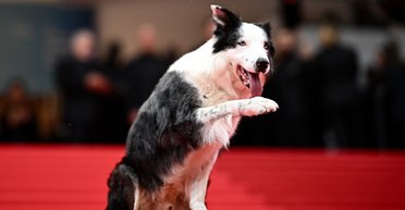 На червону доріжку Каннського кінофестивалю вийшов чотирилапий Мессі (фото)