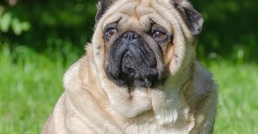 Не пухнастий, а товстий. Названо перелік їжі, від якої товстіють наші собаки