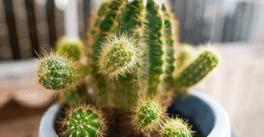 Небезпечна рослина: мер міста заборонив вирощувати кактуси в будівлях