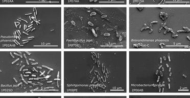 Там вижити неможливо: всередині об'єкта NASA виявили 26 невідомих живих істот (фото)