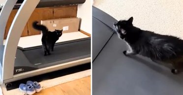 "Готується до літа": кіт здивував людей своїми тренуваннями на біговій доріжці (відео)