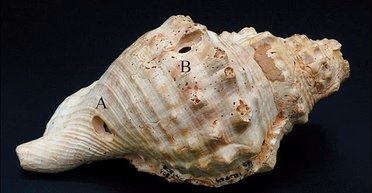 Стародавні люди користувалися "раціями": через 6 тис. років вони все ще працюють (відео)