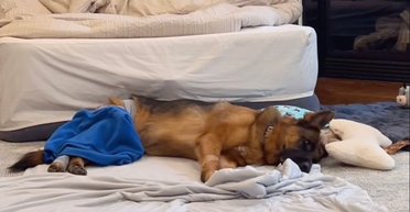 Супруги взяли немецкую овчарку, чтобы та охраняла дом, но есть нюанс (видео)