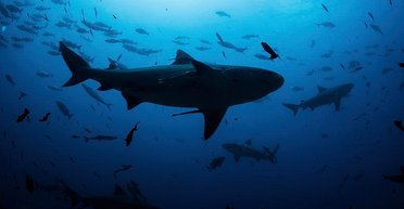 Трутся боками как котики. Ученые выяснили, зачем рыбы преследуют своих заклятых врагов – акул