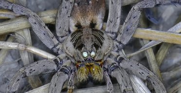 У тьмы есть глаза: ученые объяснили множество ярких точек, отражающихся в темноте