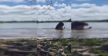 На женщину, плавающую в озере, напал самый большой в мире грызун (видео)