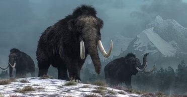 Як вимерли останні шерстисті мамонти на Землі: у всьому винен нещасний випадок