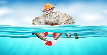 Вода защитит от пауков: ученые рассказали, умеют ли пауки нырять и плавать (видео)