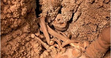 Не могут вытащить уже 30 лет: почему самый полный в мире скелет неандертальца недоступен ученым