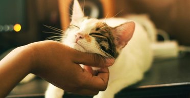 Почему кошки на самом деле вылизывают вас: большинству понравится объяснение