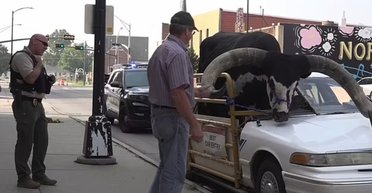 Переробив машину: чоловік катався містом із величезним биком усередині (відео)