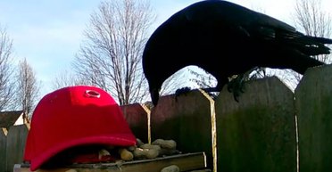 "Если бы понимали человеческую политику": мужчина научил ворон нападать на сторонников Трампа